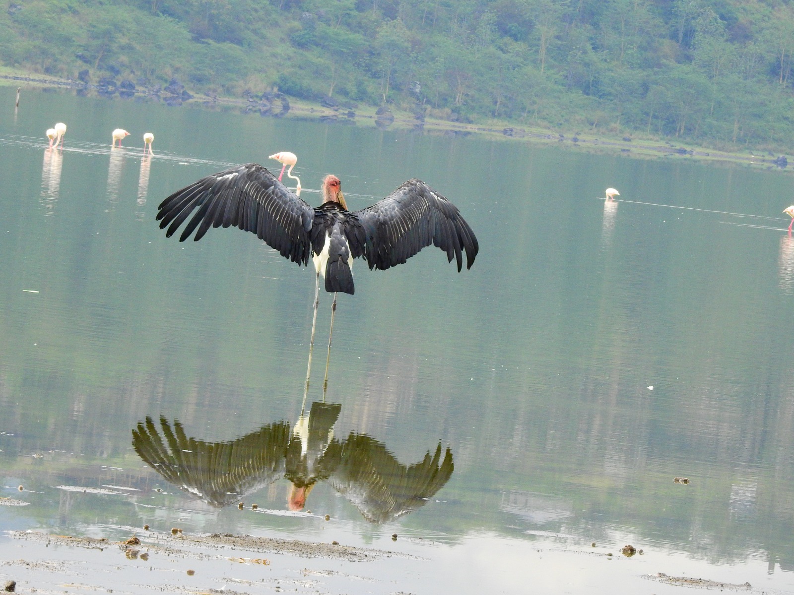 Olanka Safaris at Soysambu Conservancy A Pristine Haven for Wildlife and Nature Enthusiasts